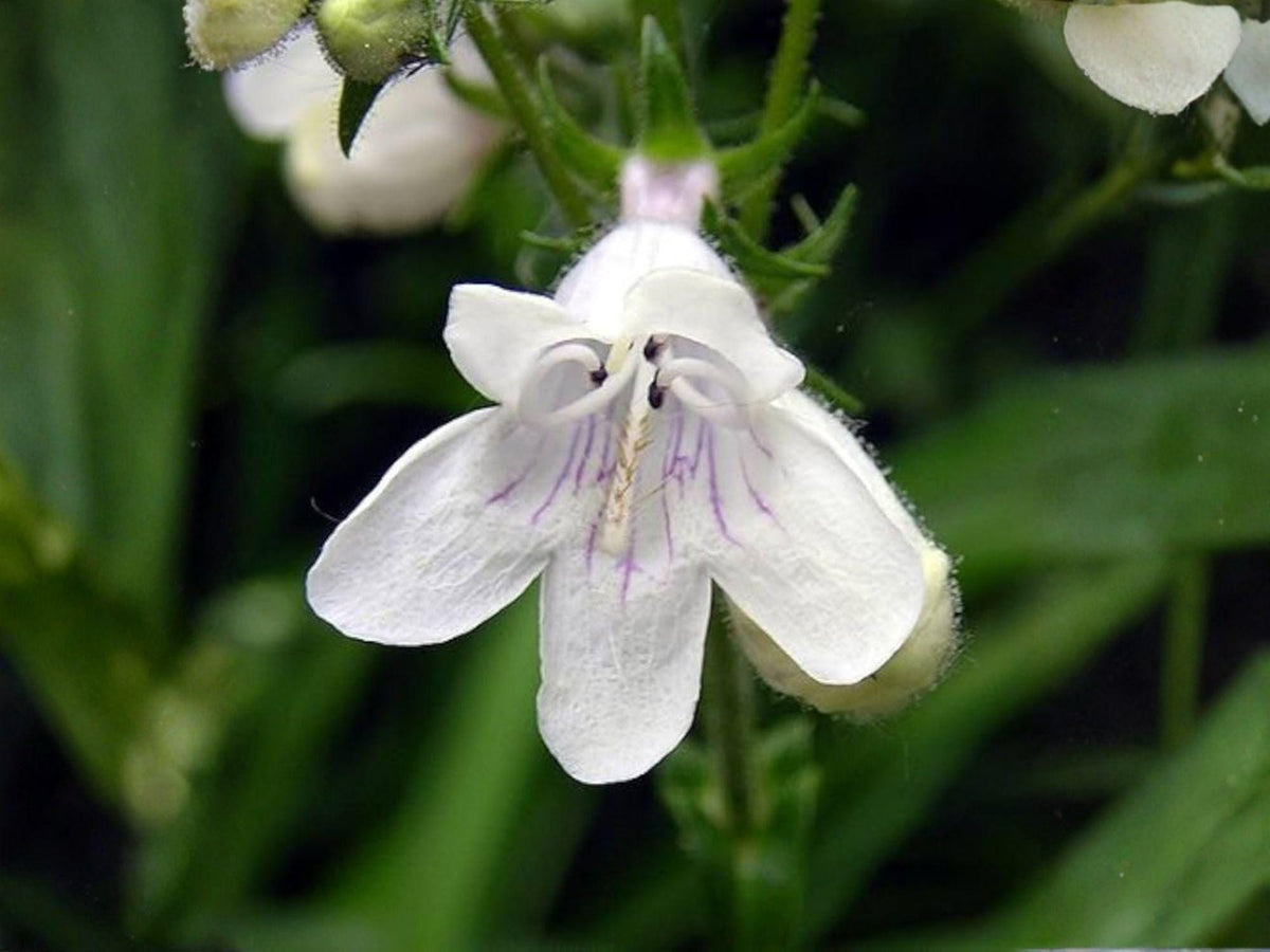 Penstemon pallidus Seeds – Pale Beardtongue Native Wildflower, Heirloom, Non-GMO, Pollinator-Friendly, Perennial Garden Seeds