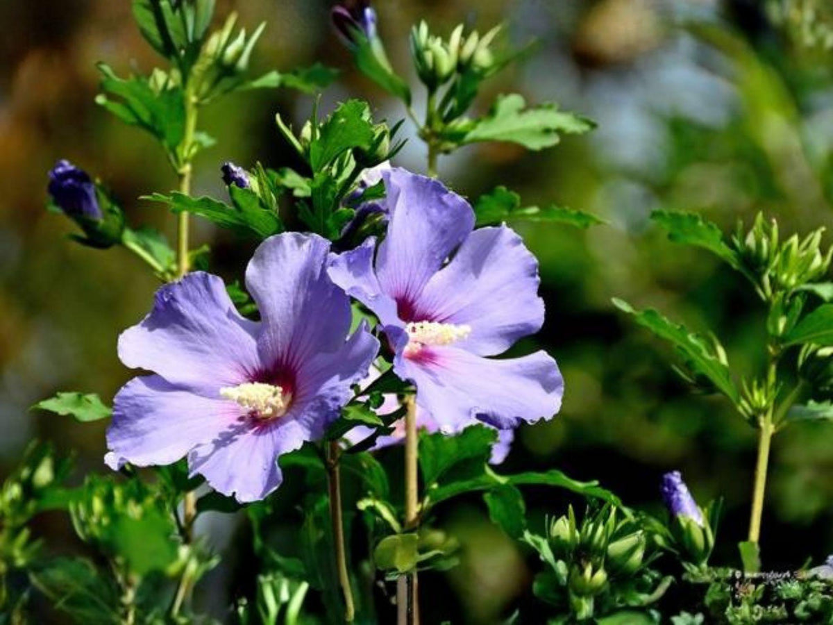 Rose of Sharon Seeds – Heirloom Hibiscus syriacus Flowering Shrub, Non-GMO Garden Seeds, Ornamental Border, Pollinator-Friendly