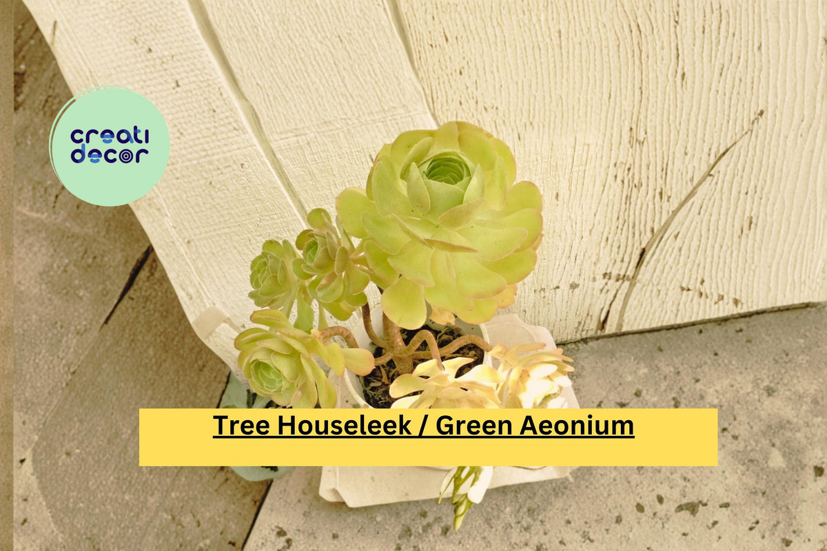 Large Green Aeonium Arboreum Succulent Live Plant – Tree Houseleek, 15 Inch Tall, Drought-Tolerant Indoor & Patio Plant