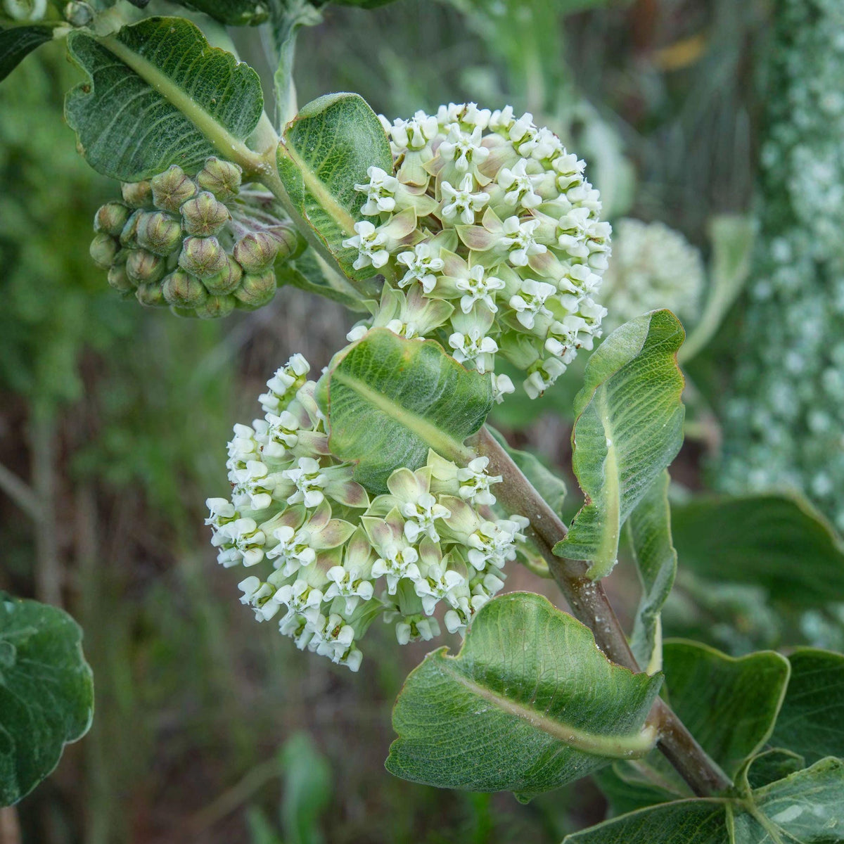 Western Sand Milkweed Seeds - Native Perennial for Pollinator Gardens, Drought Tolerant, Sandy Soil, Asclepias arenaria (10 Seeds)