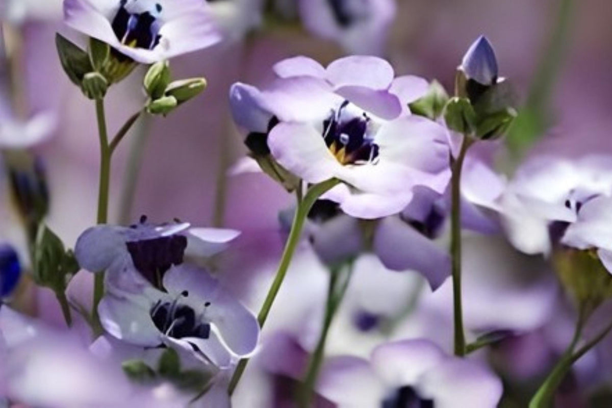 Bird’s Eyes Wildflower Seeds (Gilia tricolor) – Delicate Blue, White & Purple Blooms for Borders & Pollinator Gardens