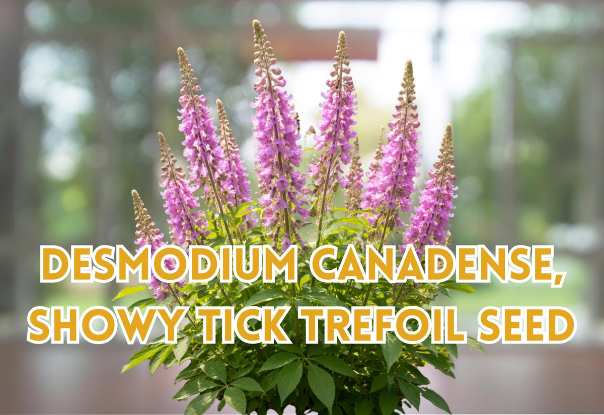 Desmodium canadense Seeds – Showy Tick Trefoil Pink Wildflower, Native Perennial Plant, Pollinator Friendly Garden Seeds