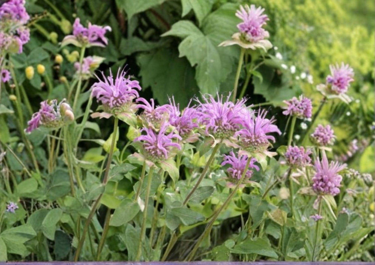 Bee Balm Wild Bergamot Seeds, Monarda Fistulosa, Pollinator-Friendly Perennial Flower for Bees, Butterflies & Hummingbirds