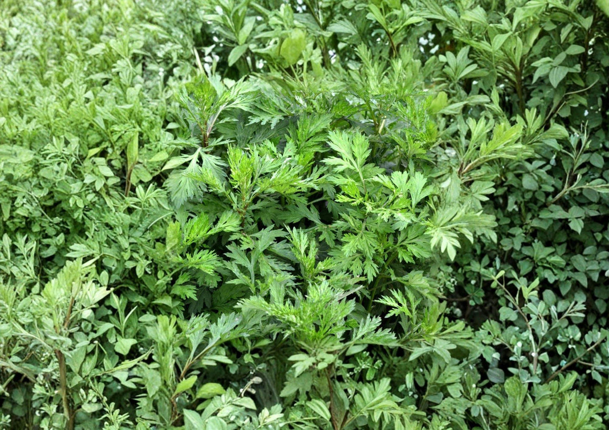 Mugwort Seeds, Heirloom Non-GMO Artemisia vulgaris, Perennial Culinary & Medicinal Herb, Herb Garden Planting Seeds