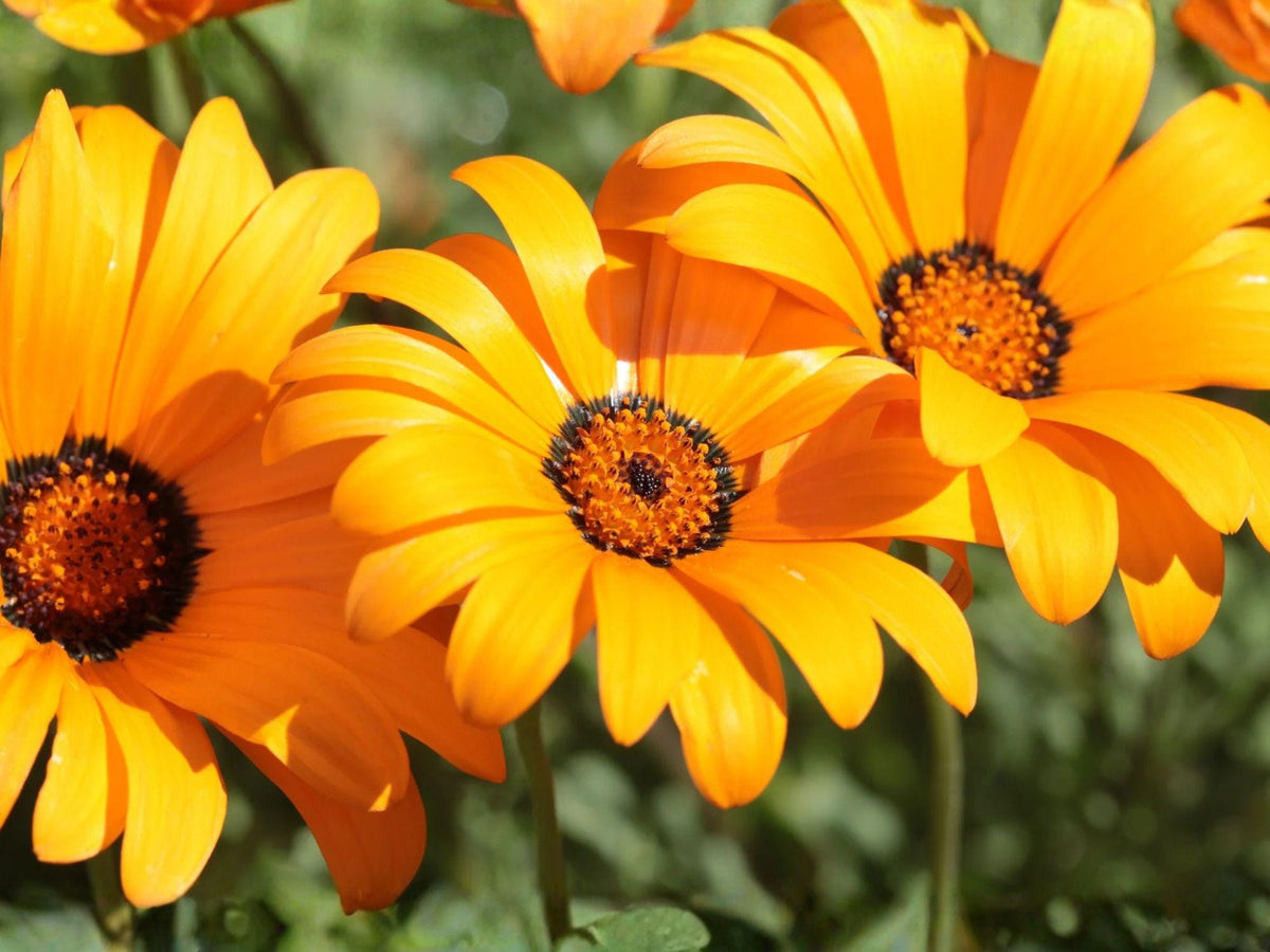 African Daisy Seeds - Heirloom Non-GMO Dimorphotheca sinuata Flower Garden Seeds for Bright Color and Easy Growth