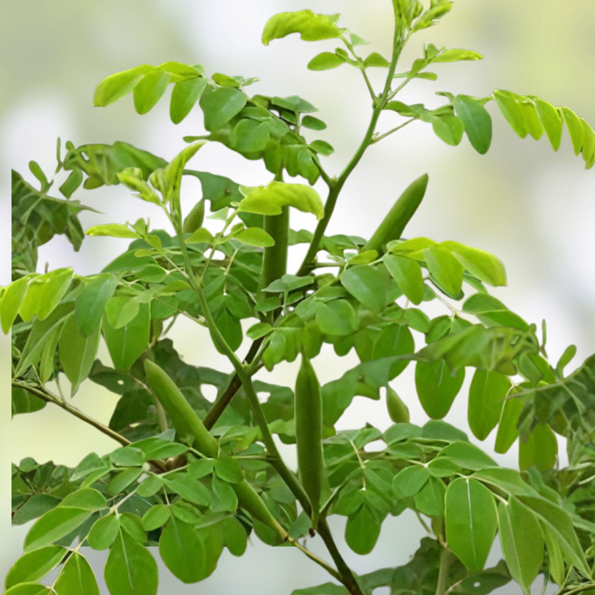 Moringa Oleifera Cuttings – 14" Organic Stem for Fast-Growing Tree of Life, Superfood Plant, Drumstick Tree, Fresh Planting Material
