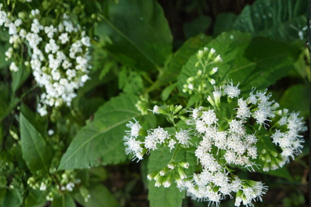 White Snakeroot Seeds – Ageratina altissima, Perennial Shade Garden Plant, Native Wildflower, Moist Well-Drained Soil