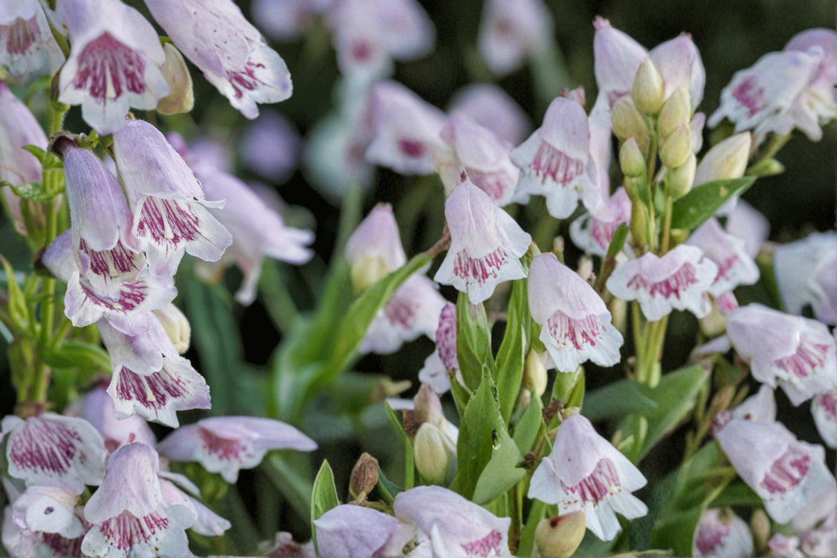 Foxglove Beardtongue Seeds – Penstemon digitalis, Perennial Wildflower, White Tubular Flowers, Native Pollinator Plant, Garden Border Seed
