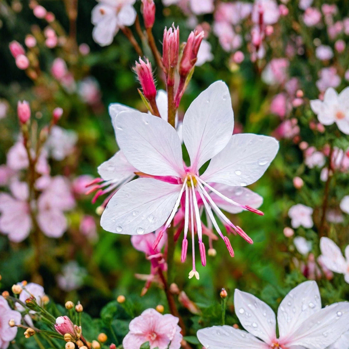 Biennial Beeblossom Seeds, Gaura biennis, Oenothera gaura, Pollinator Wildflower, Native Plant, Full Sun, 10 Seeds
