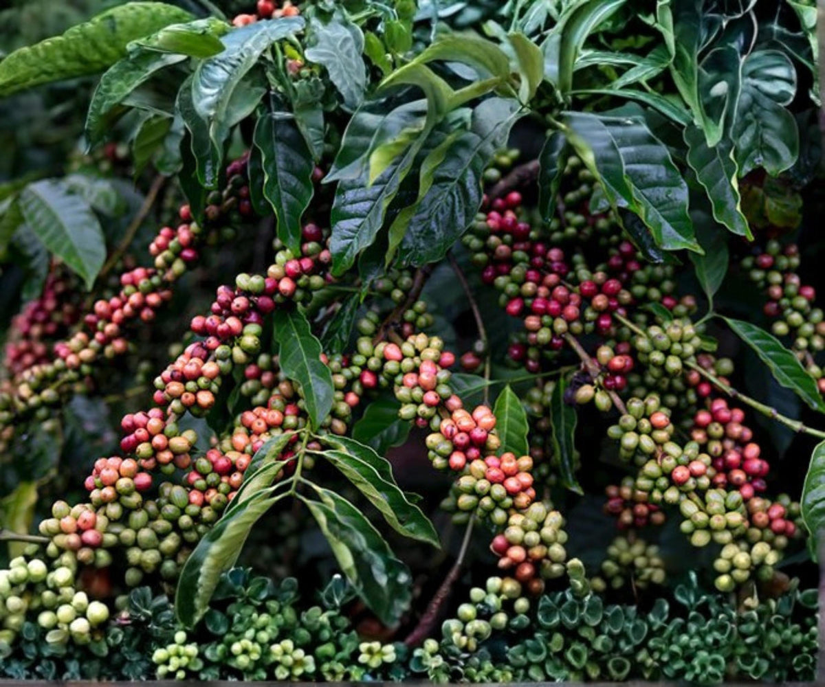Arabica Coffee Live Starter Plant – Coffea arabica Indoor Tropical Houseplant – Glossy Foliage & Fragrant White Flowers