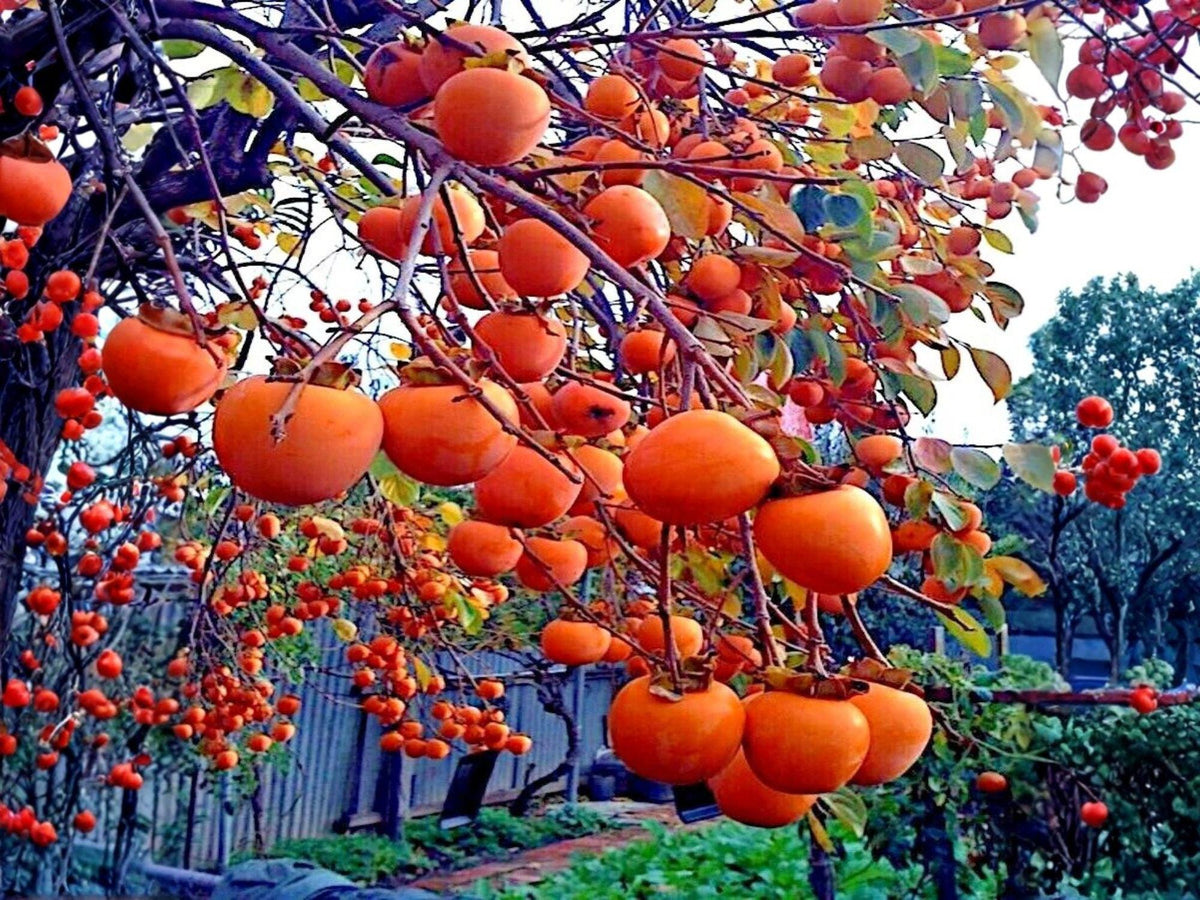 American Persimmon Trees – Bare Root 12-24 Inch, Native Fruit Tree, Diospyros virginiana, Wildlife Garden, Edible Landscape