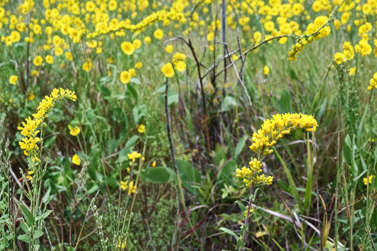 Old Field Goldenrod Seeds 100 Solidago nemoralis Perennial Wildflower for Meadows & Drought Tolerant Gardens