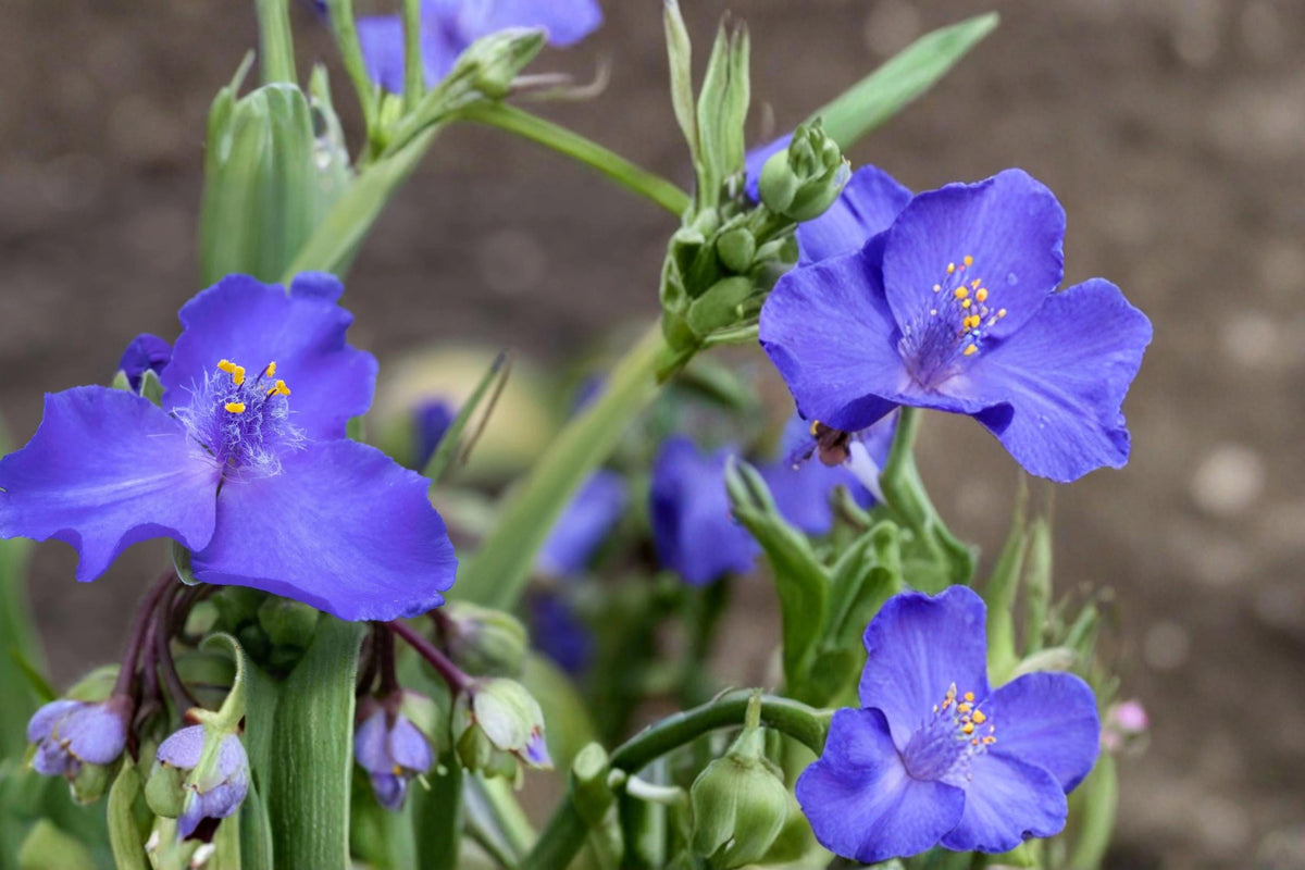 Western Spiderwort Seeds – 25 Native Perennial with Blue to Purple Flowers, Tradescantia occidentalis