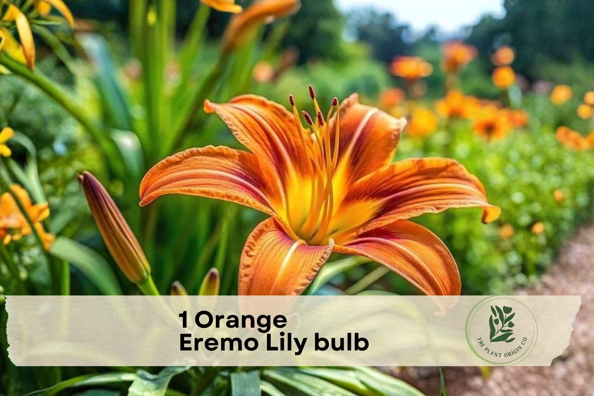 Orange Eremo Lily Bulb - Perennial Garden Flower, Bright Orange Blooms, Lilium spp., Outdoor Planting, Easy to Grow
