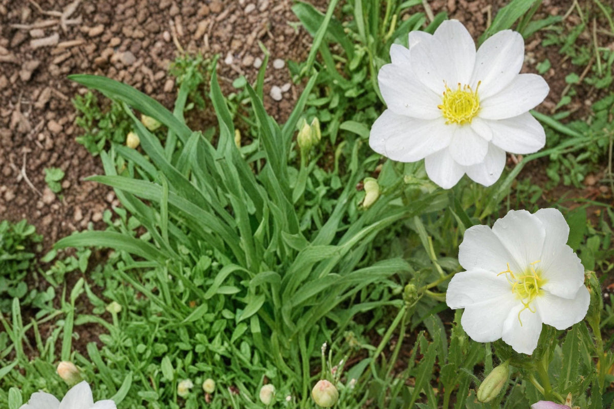 Pale Evening Primrose Seeds 100 Oenothera pallida Herbaceous Perennial White Pink Flowers Dry Landscape Plant