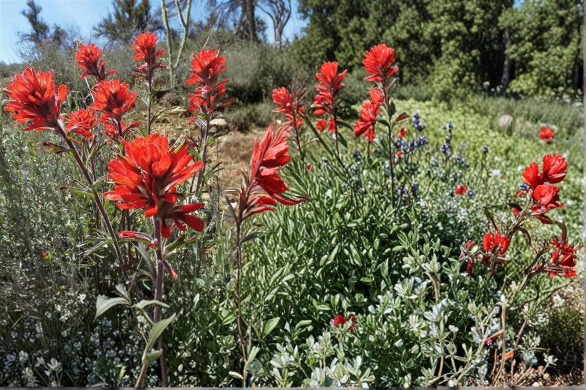 Showy Indian Paintbrush Seeds – Castilleja angustifolia var. dubia – Native Perennial with Red to Orange Bracts for Prairie & Meadow Gardens