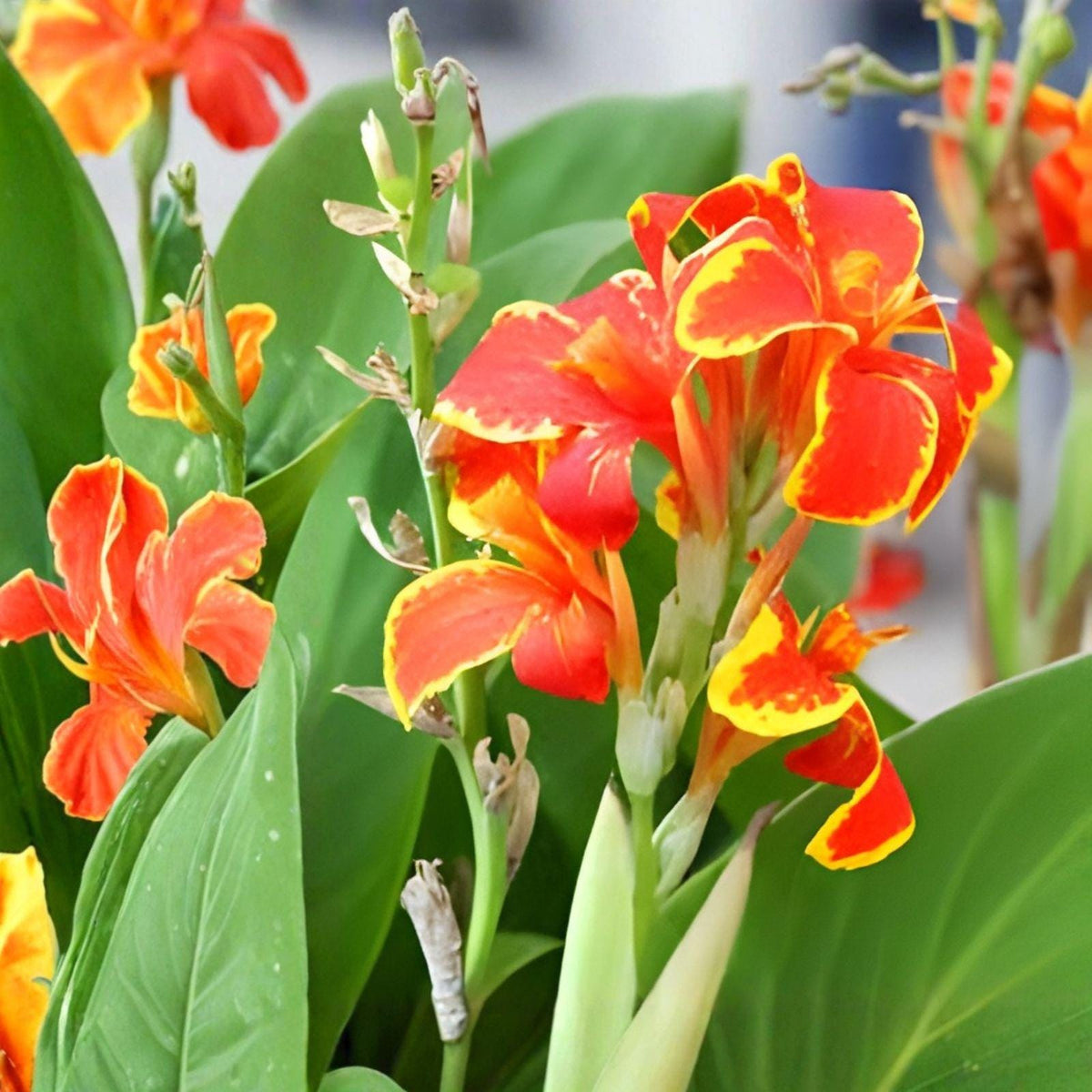 Lucifer Canna Lily Bulbs | 5 Bulbs | Canna indica Tropical Red Blooms | Ornamental Perennial for Garden Beds and Borders