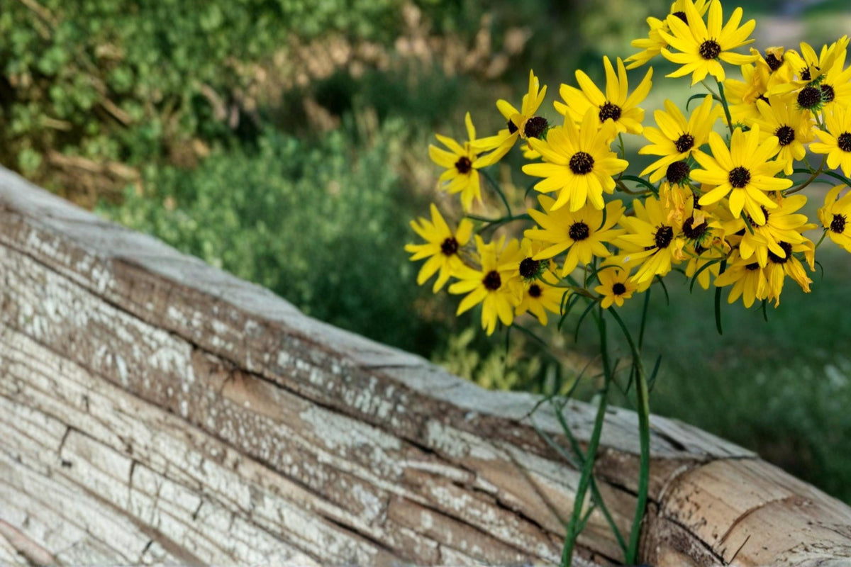 Swamp Sunflower Seeds – Helianthus angustifolius – Native Perennial with Bright Yellow Daisy-Like Flowers for Wetlands & Gardens