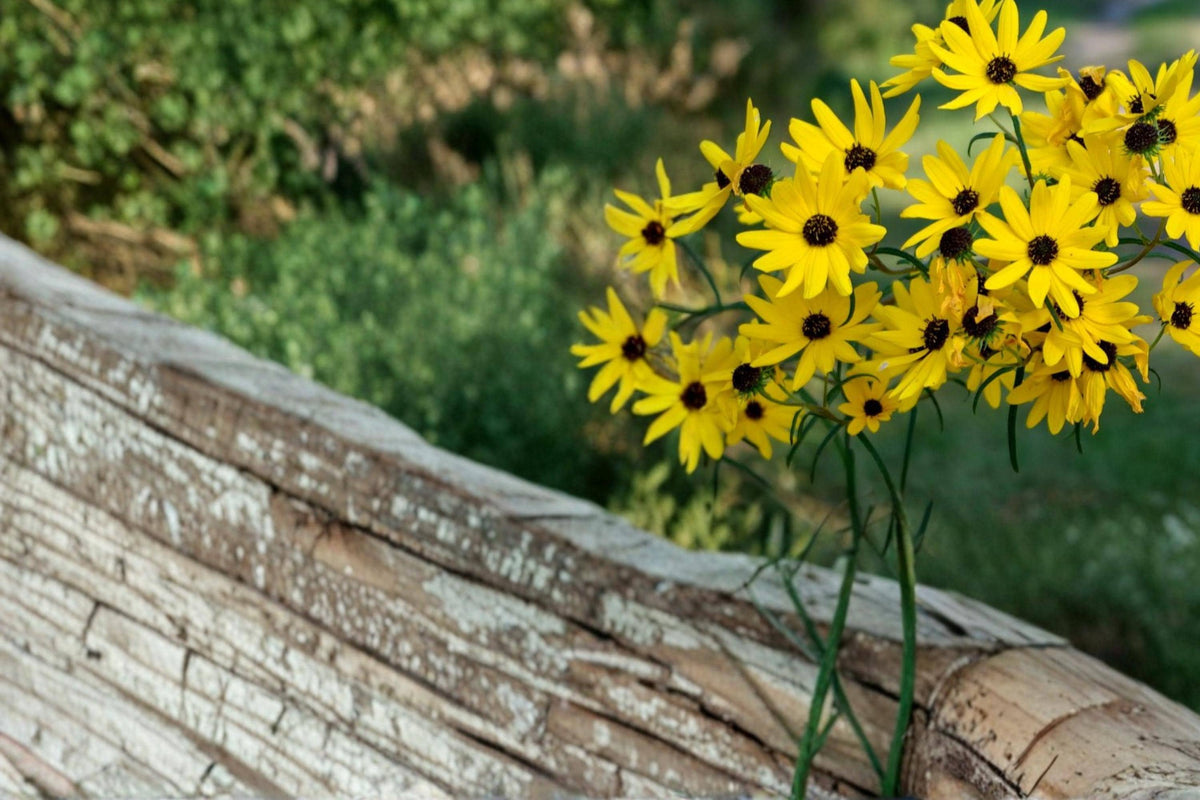 Swamp Sunflower Seeds – Helianthus angustifolius – Bright Yellow Wildflower for Wetlands & Moist Gardens, Perennial Plant Seed
