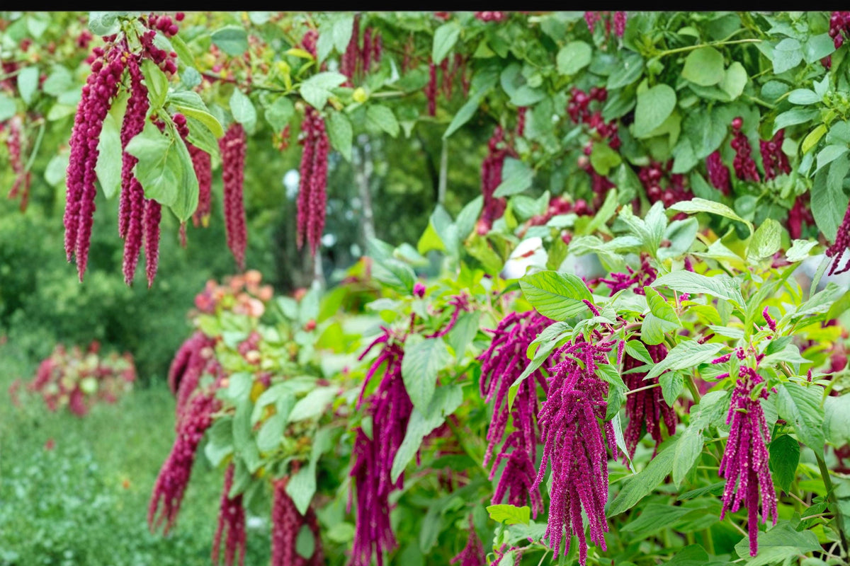 Love Lies Bleeding Seeds – Amaranthus caudatus – Deep Red Cascading Flower Tassels, Annual Garden Plant