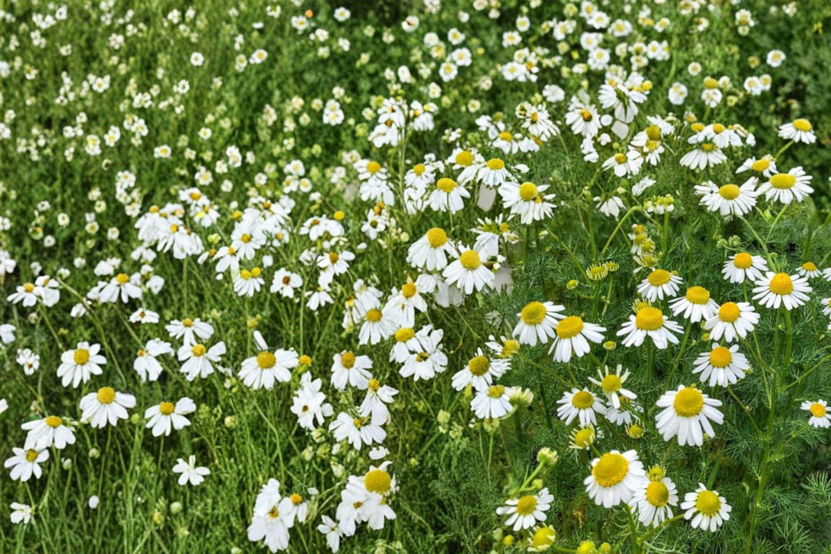 German Chamomile Seeds – Herbaceous Annual with White Daisy Flowers – Matricaria recutita, Medicinal Herb, Herb Garden Plant