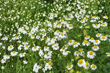 German Chamomile Seeds – Herbaceous Annual, White Daisy Flowers, Matricaria recutita, Medicinal Herb, Garden Border Plant