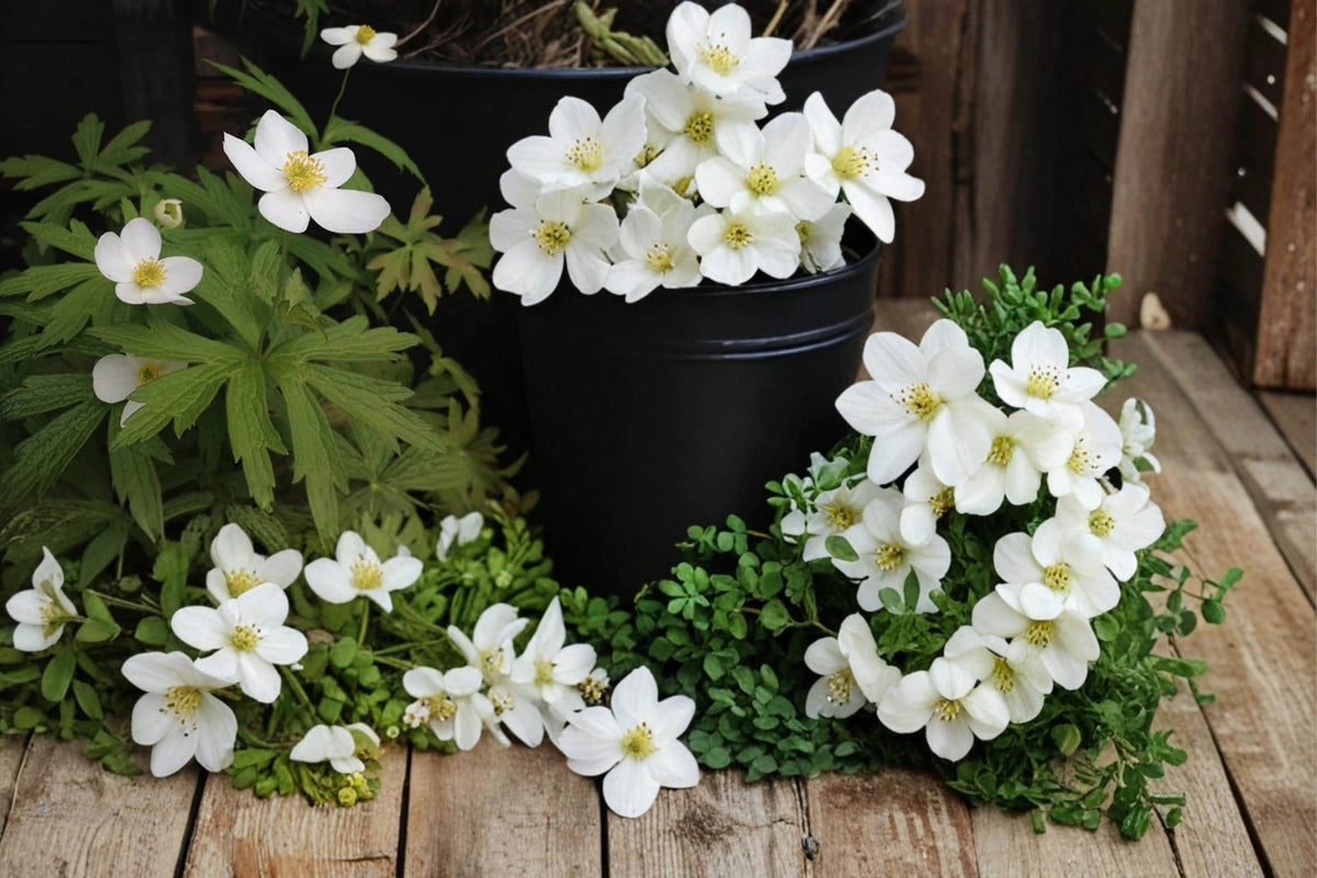 Canada Anemone Seeds – Anemone canadensis, White Wildflower, Perennial, Native Meadow & Woodland Plant, 25 Seeds
