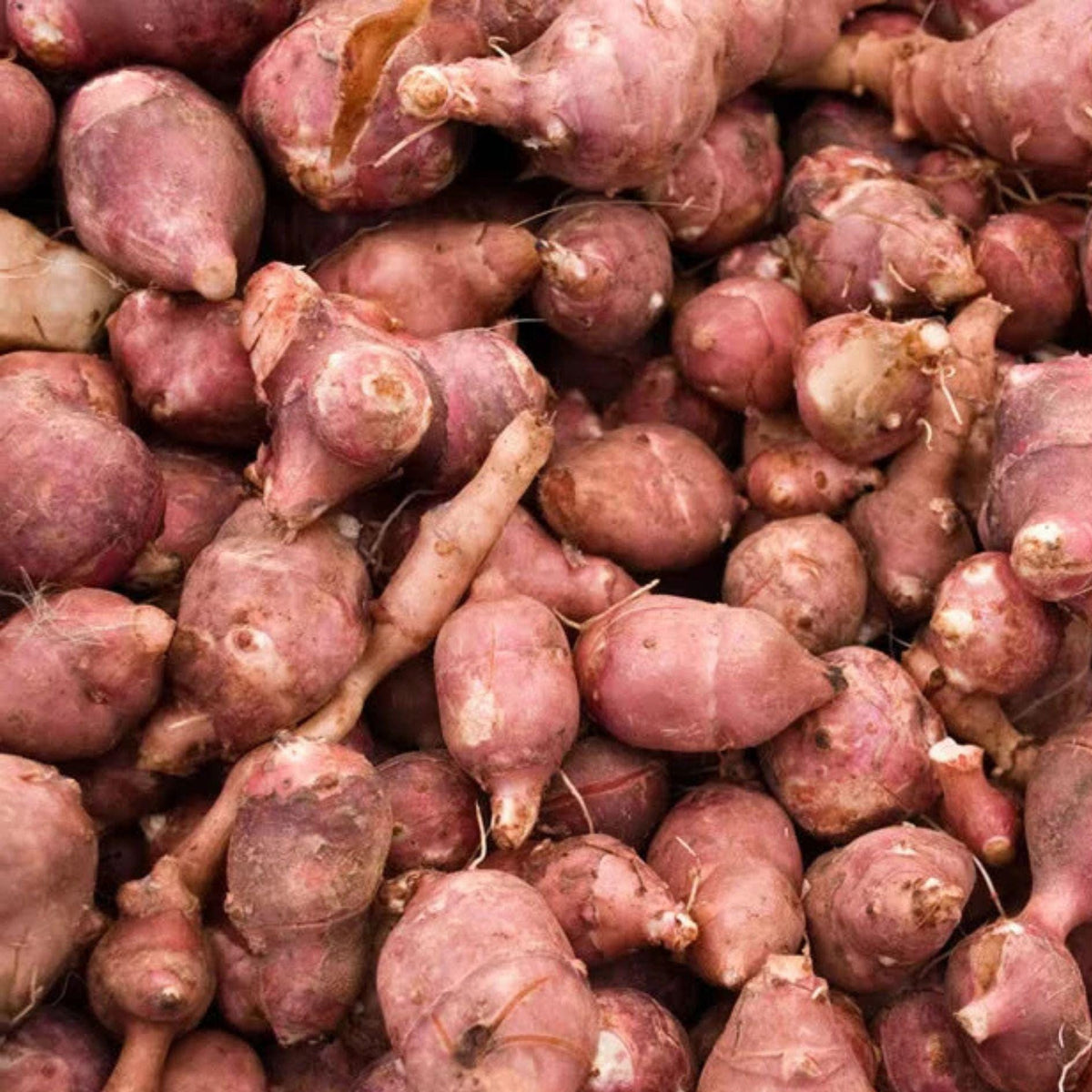 Red Jerusalem Artichoke Tubers – Organic Red Fuseau Sunchokes, Perennial Edible Root Vegetables, Helianthus tuberosus