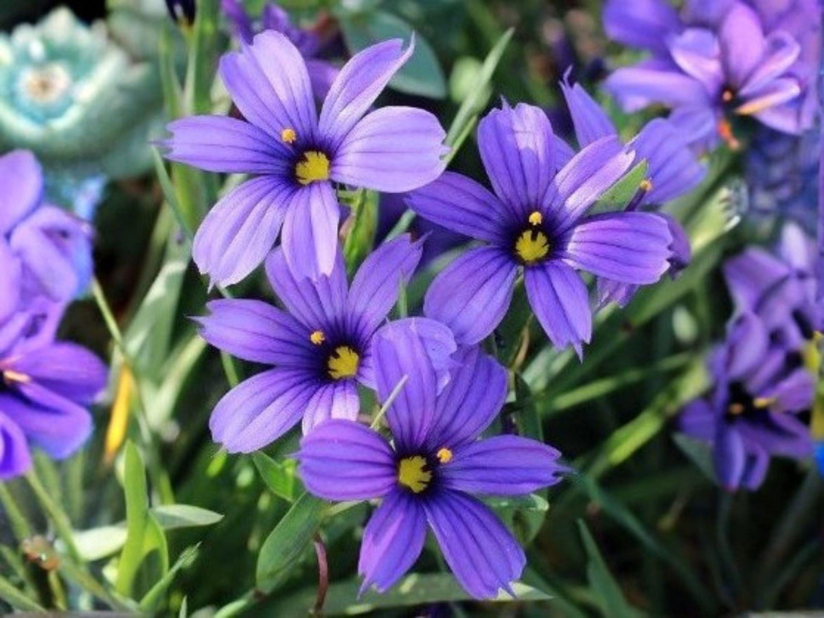 Western Blue Eyed Grass Seeds - California Native Wildflower, Heirloom, Non-GMO, Sisyrinchium bellum