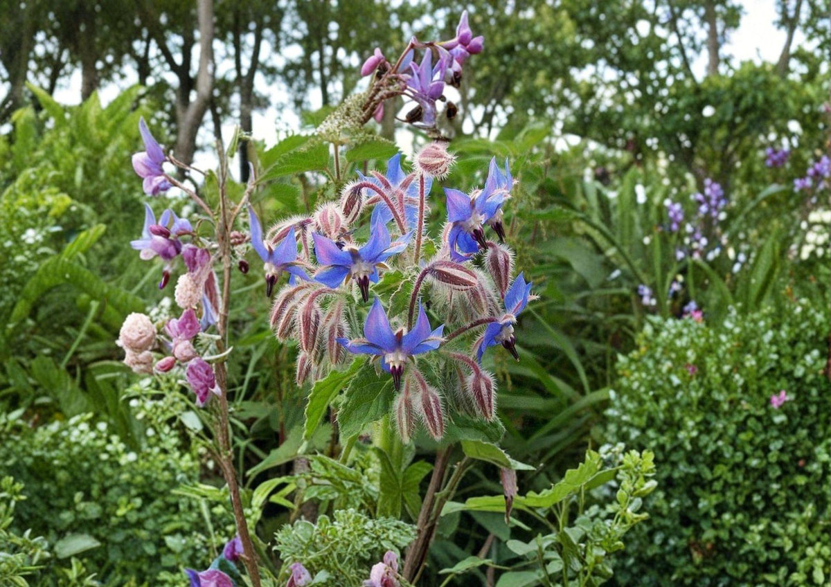 100+ Borage Herb Seeds, Edible Blue Flowers, Pollinator-Friendly, Non-GMO, Heirloom, Medicinal Herb, Garden Seeds