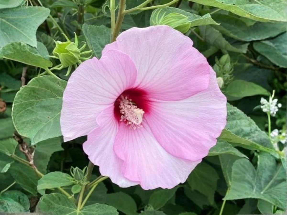 Hibiscus moscheutos Seeds – Heirloom Swamp Rose Mallow Native Flower Garden Planting, Large Ornamental Blooms