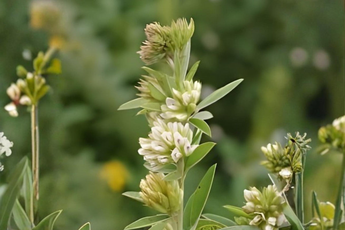 Roundhead Bush Clover Seeds (Lespedeza capitata) Native Prairie Plant for Pollinators & Soil Improvement, Drought Tolerant, 30 Seeds