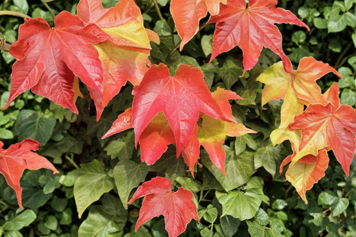 Boston Ivy Seeds – Parthenocissus tricuspidata, Climbing Vine for Walls & Fences, Deciduous Garden Plant