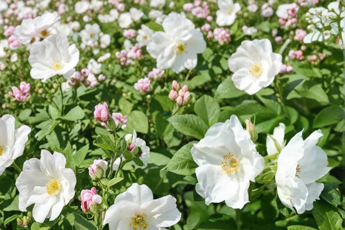 White Rugosa Rose Seeds – Rosa rugosa alba, Fragrant White Flowers, Ornamental Shrub, Hardy Perennial, Coastal and Landscape Plant