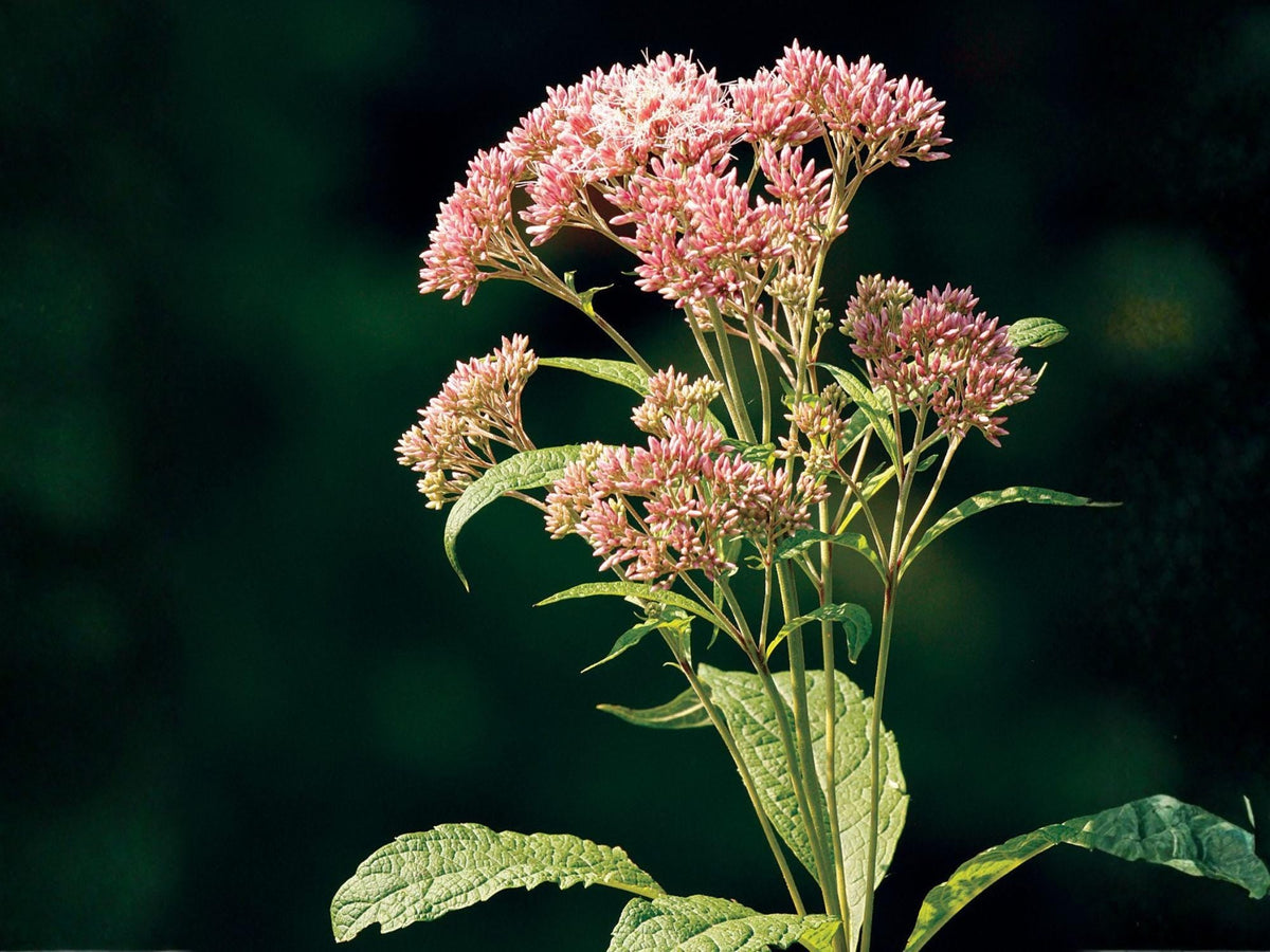 Eutrochium purpureum Purple Joe Pye Weed Seeds – Heirloom Non-GMO Pollinator Garden Flower with Fragrant Pink Clusters
