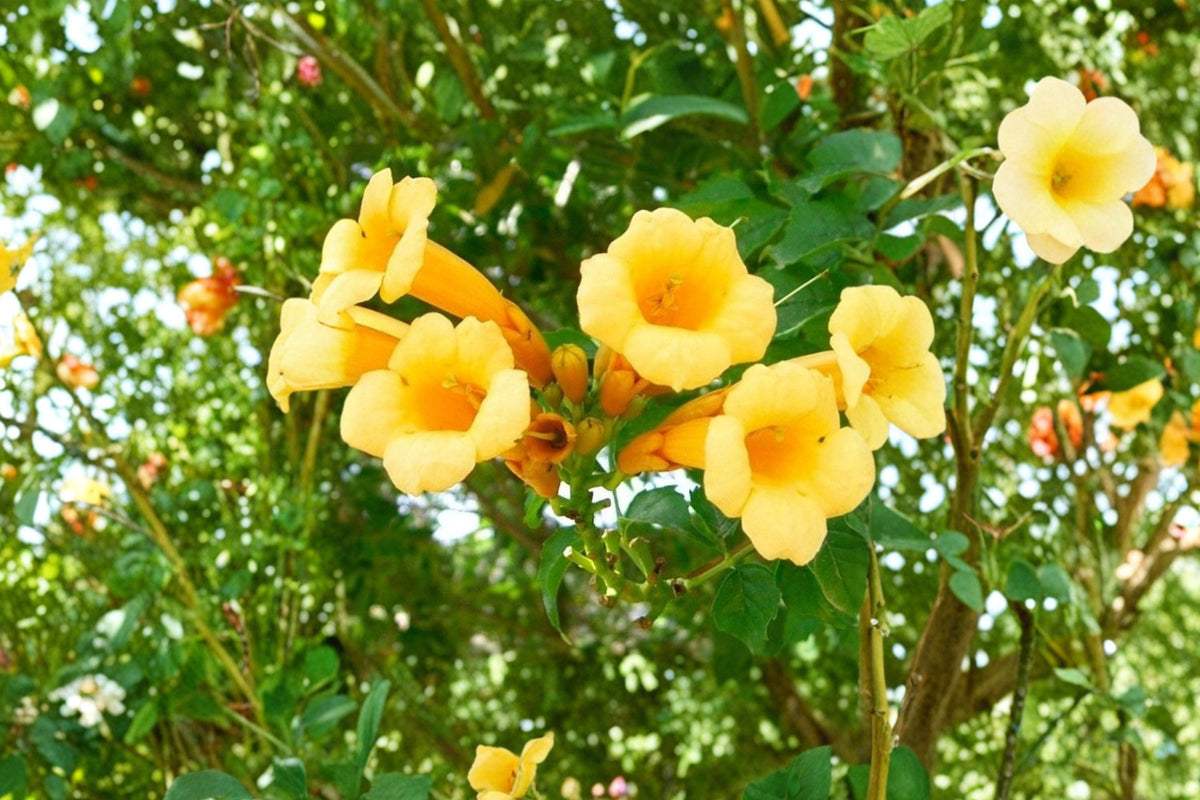 Yellow Trumpet Vine Seeds – Campsis radicans 'Flava' Woody Climbing Vine with Bright Yellow Tubular Flowers, 20 Seeds