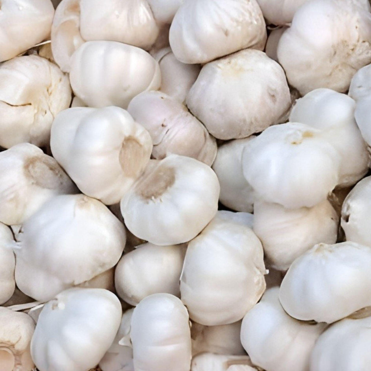 Gilroy California White Garlic Bulbs – Softneck Culinary Garlic Cloves – Allium sativum for Cooking & Growing