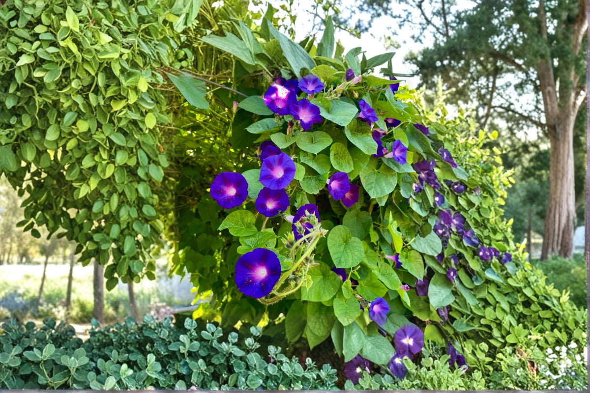 Grandpa Ott Morning Glory Seeds – Heirloom Purple Climbing Vine, Non-GMO Fast-Growing Flower for Gardens, Fences, and Arbors