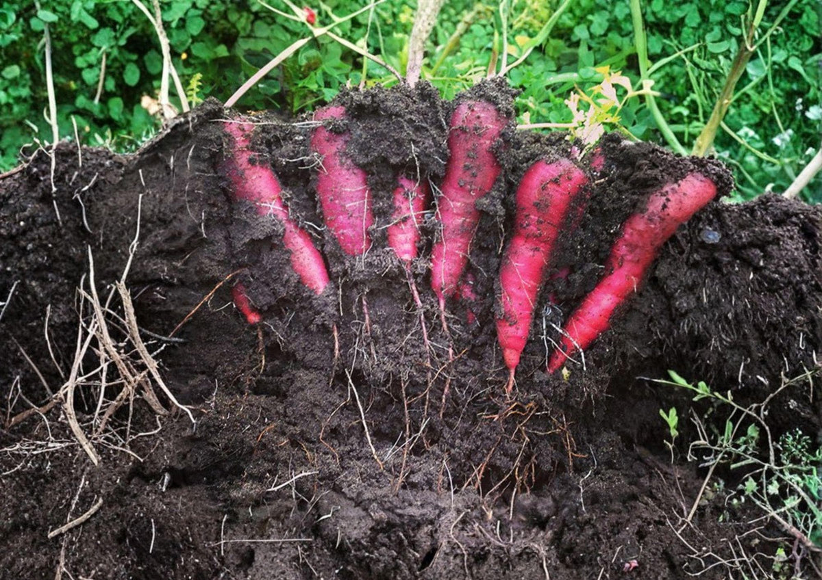 Purple Dragon Carrot Seeds – Heirloom Organic Non-GMO Rare Vegetable Seeds for Garden Planting, Vibrant Purple Root
