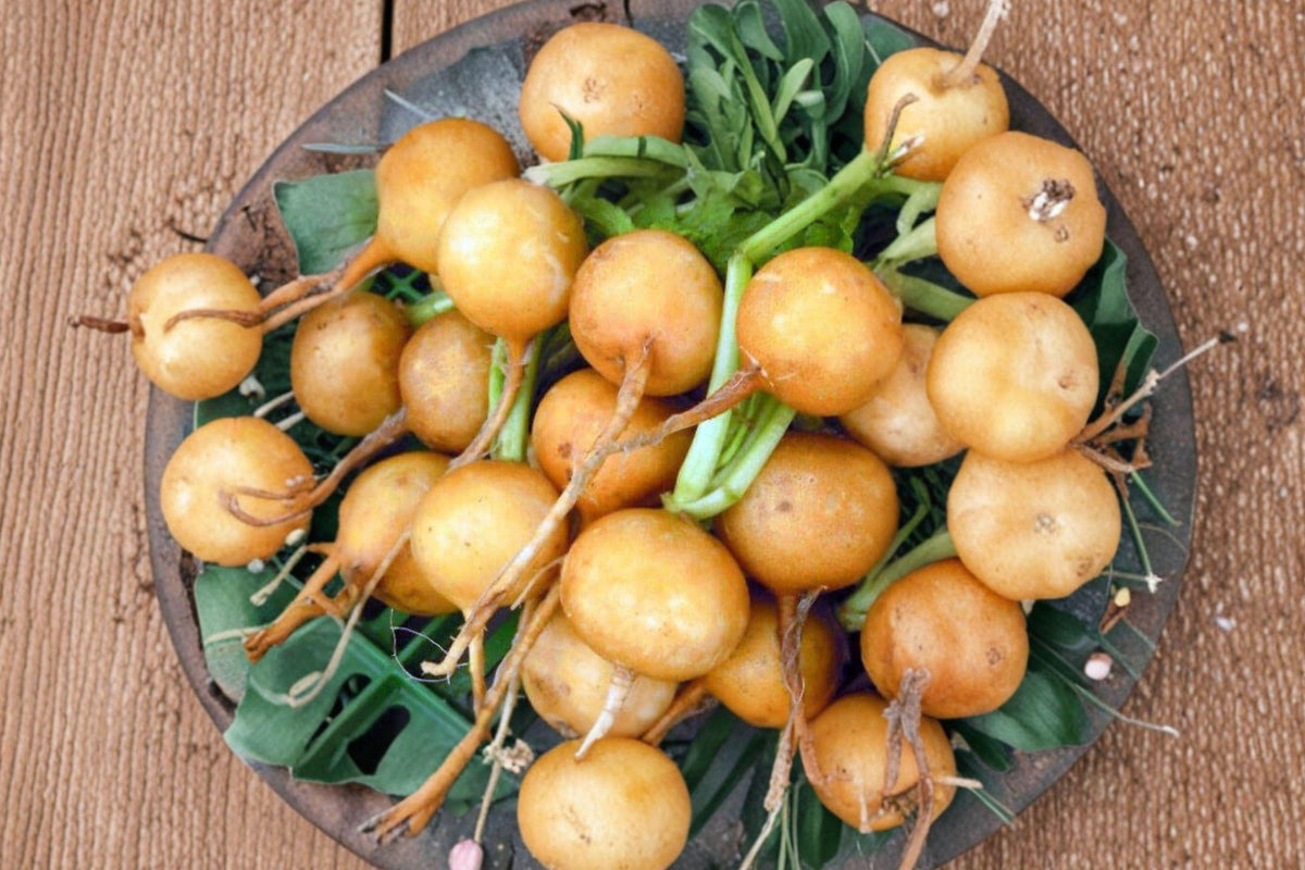 Golden Helios Radish Seeds – Heirloom Non-GMO Fast Growing Vegetable for Garden, Salad, and Container Planting