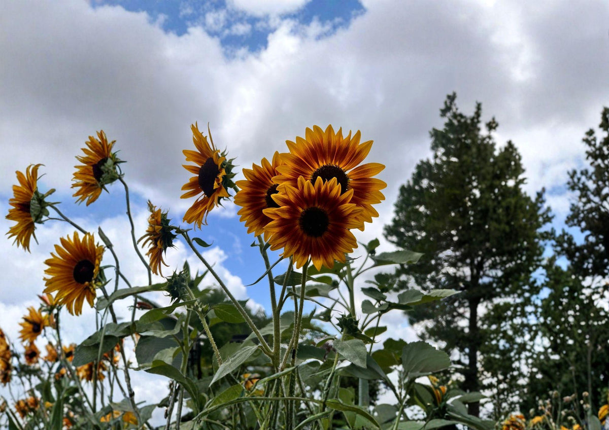 Organic Autumn Beauty Sunflower Seeds – Mixed Color, Non-GMO, Tall Garden Planting, Helianthus annuus