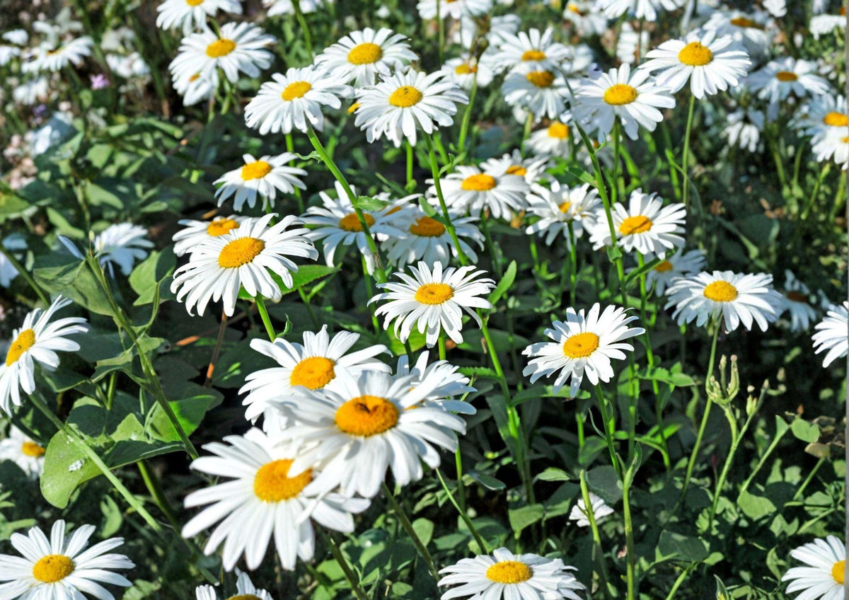 Shasta Daisy Seeds Heirloom Perennial Flower for Garden, White Blooms, Pollinator Friendly, Bellis perennis