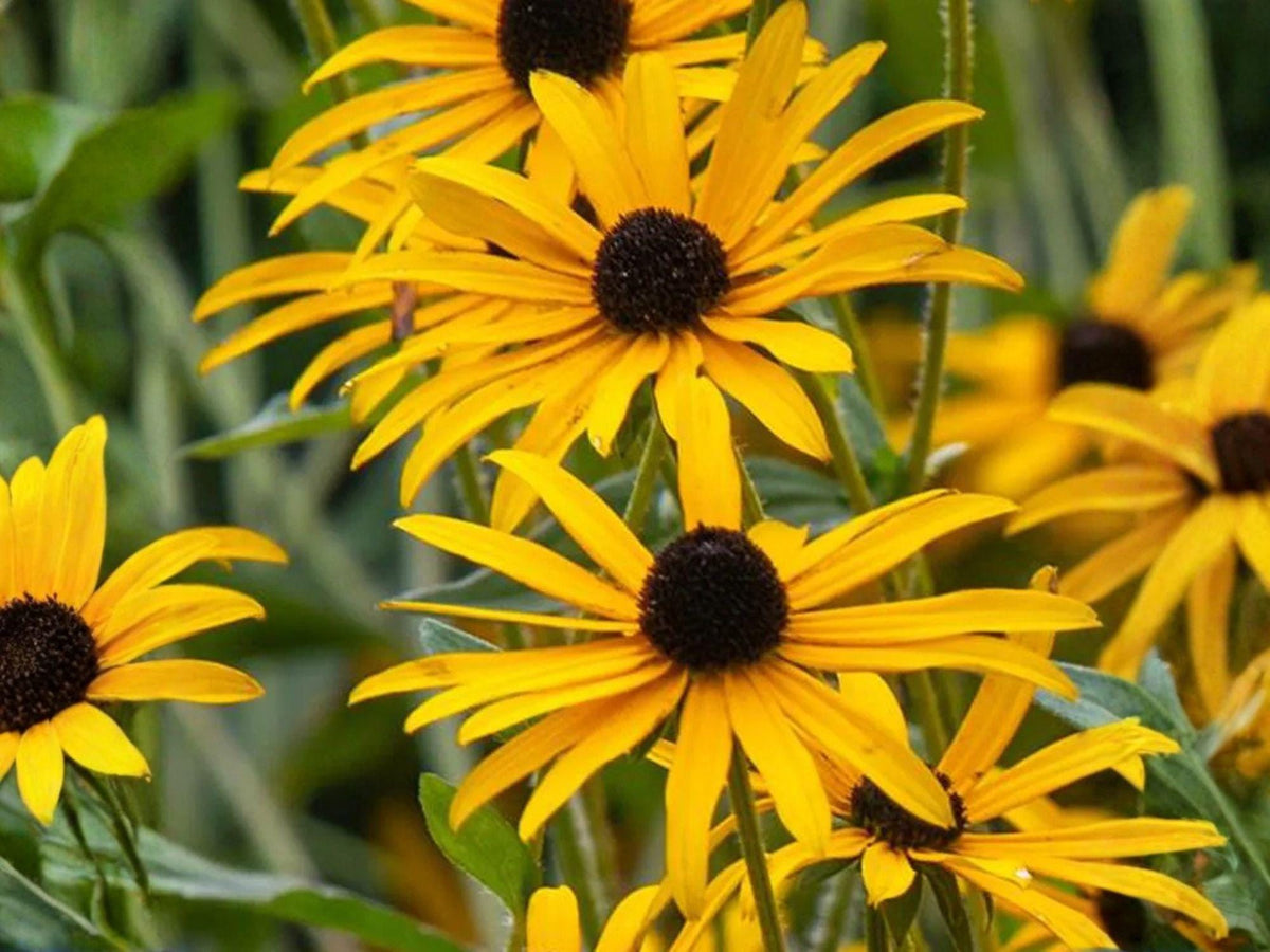 Black-Eyed Susan Seeds | Heirloom Non-GMO Wildflower for Garden, Pollinator, Flower Bed Planting – Rudbeckia hirta