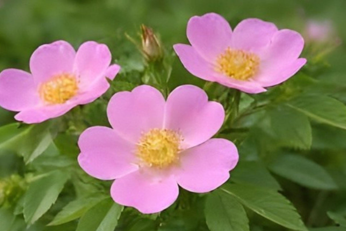 Pasture Rose Seeds, Native Wild Rose, Rosa carolina, Pink Blooms, Wildlife Garden, Hedgerow Plant, Easy to Grow