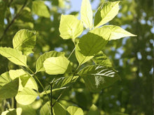 Boxelder Maple Seeds - Heirloom Non-GMO Acer negundo Tree Seeds for Garden Planting