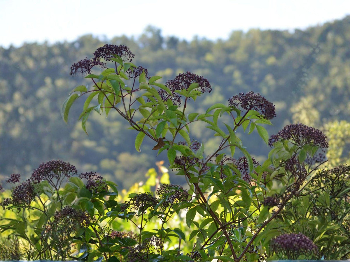American Black Elderberry Seeds | Heirloom Non-GMO Sambucus canadensis Shrub for Garden Planting