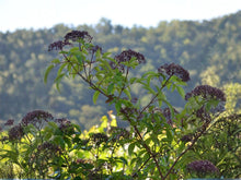 American Black Elderberry Seeds | Heirloom Non-GMO Sambucus canadensis Shrub for Garden Planting