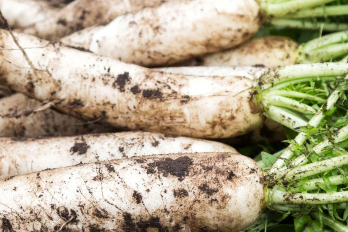 Japanese Minowase Daikon Radish Seeds – Heirloom, Non-GMO, Fast-Growing White Root Vegetable, 300+ Seeds