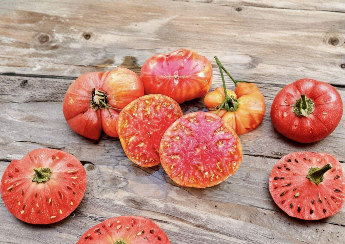 Hillbilly Tomato Seeds, Heirloom Non-GMO, Large Bicolor Fruits, Solanum Lycopersicum, Sweet Mild Flavor, Garden Planting Seeds