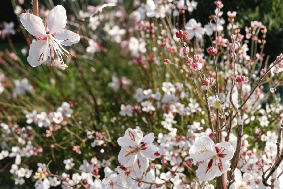 Biennial Beeblossom Seeds – Gaura biennis, Herbaceous Native Wildflower, White to Pale Pink, Prairie & Meadow Plant, Pollinator-Friendly